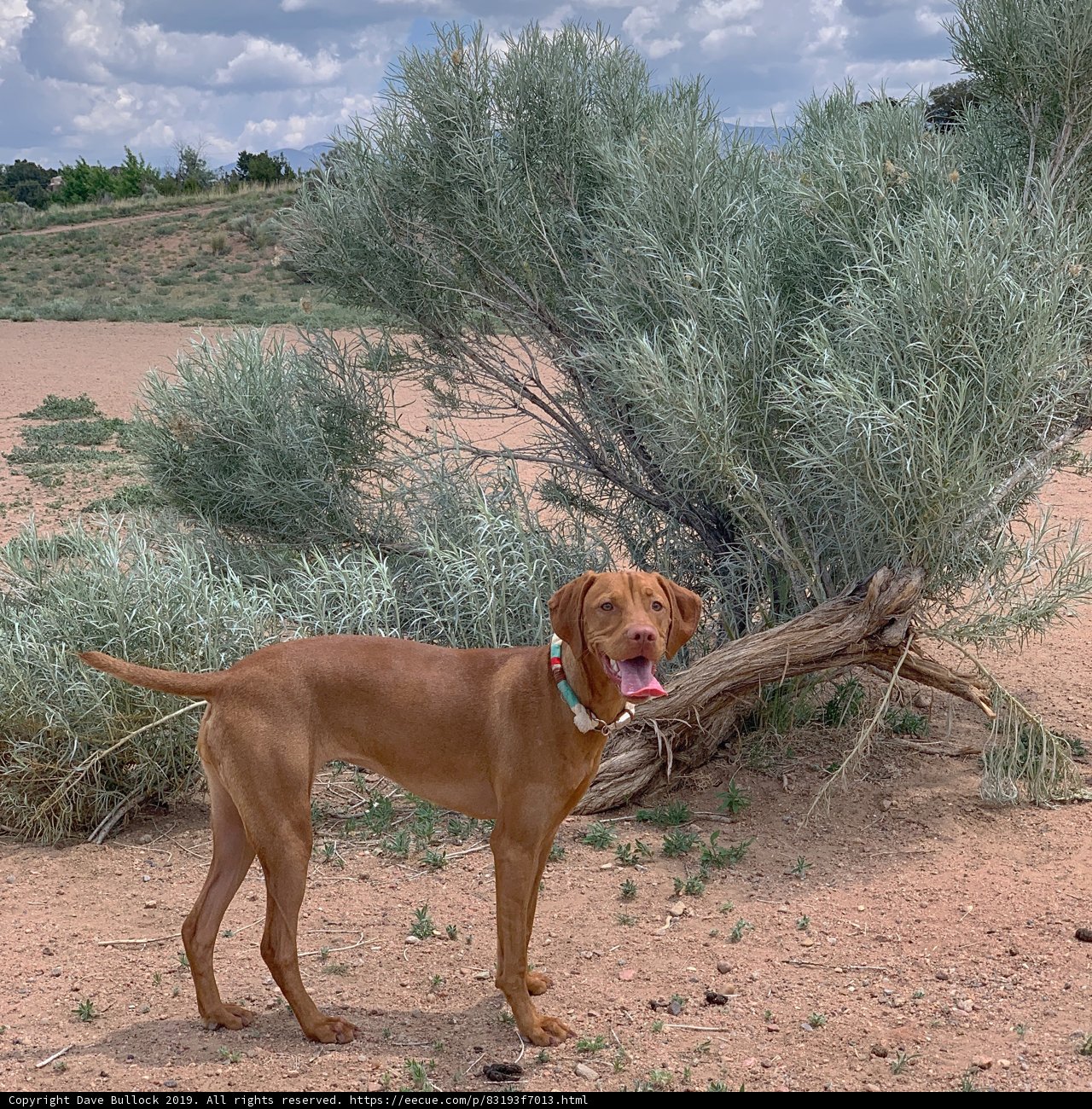 The Vizsla at the Park