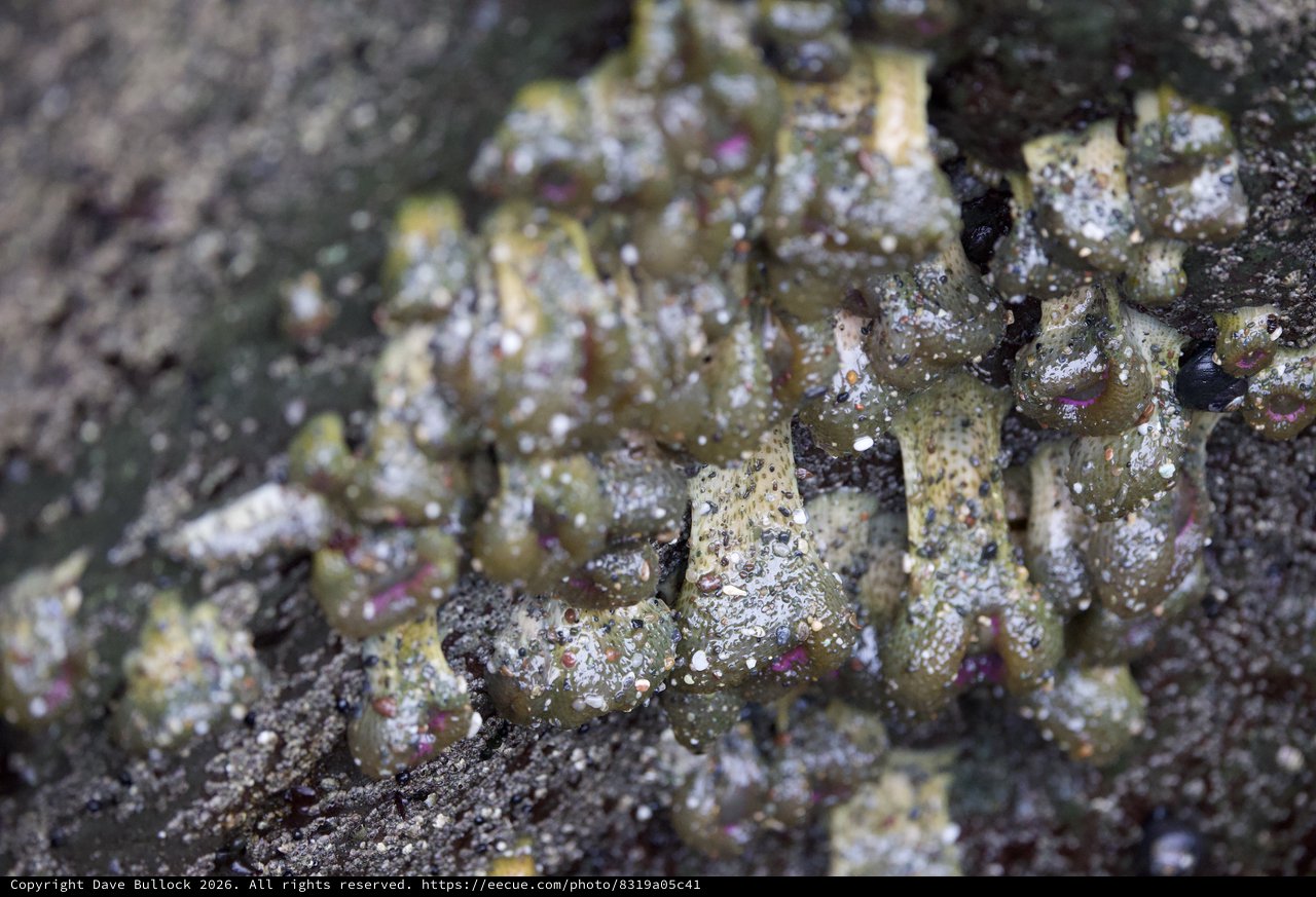 Encrusting Sea Life Colonizes Rocky Intertidal Zone