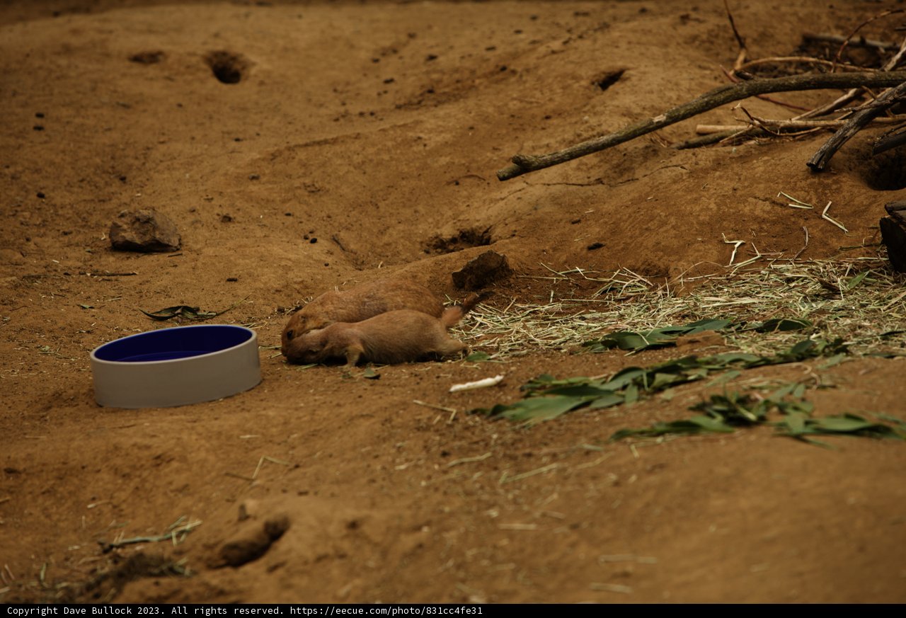 Cute Encounter at the SF Zoo, 2023