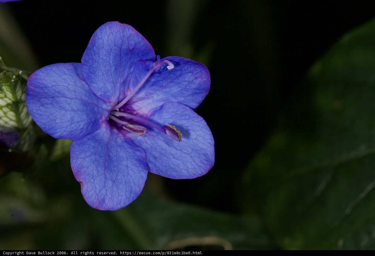 Serene Blue Geranium
