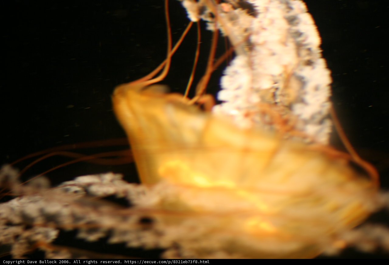 Majestic Jellyfish in the Deep Blue Sea