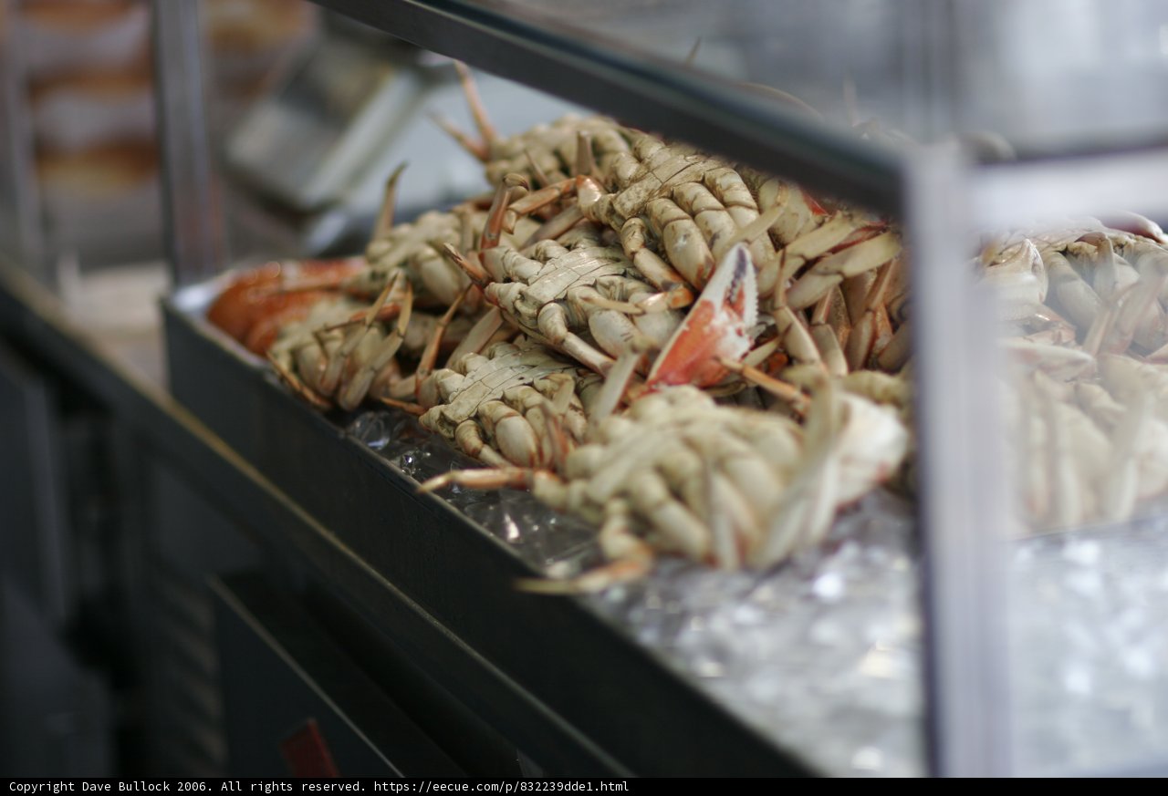 Under the Sea Delights
