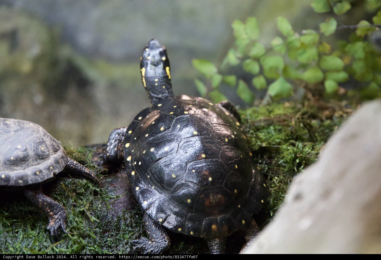 Nature's Guardians: Turtle Companions
