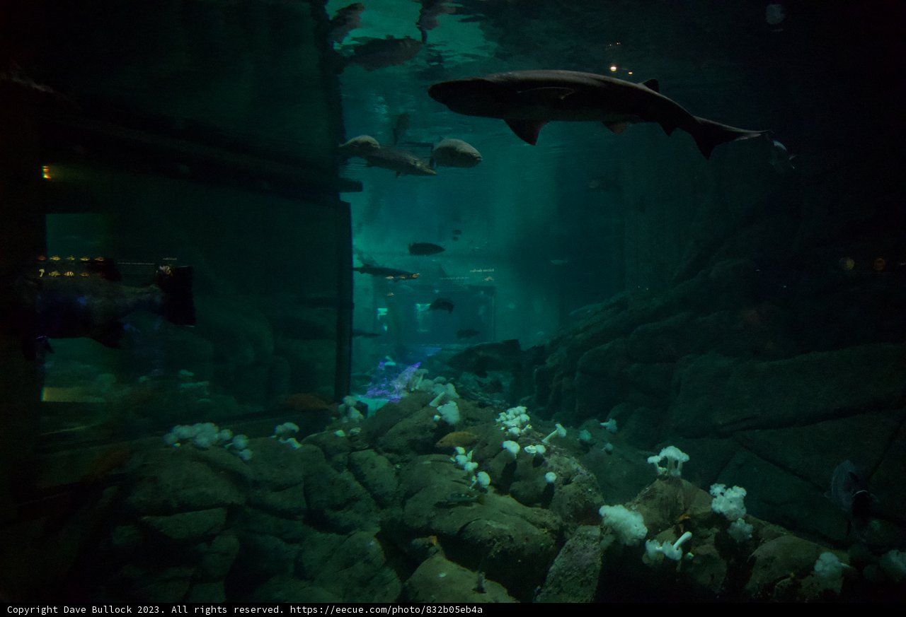Mystique of the Deep: Encounter with Sharks at Monterey Bay Aquarium
