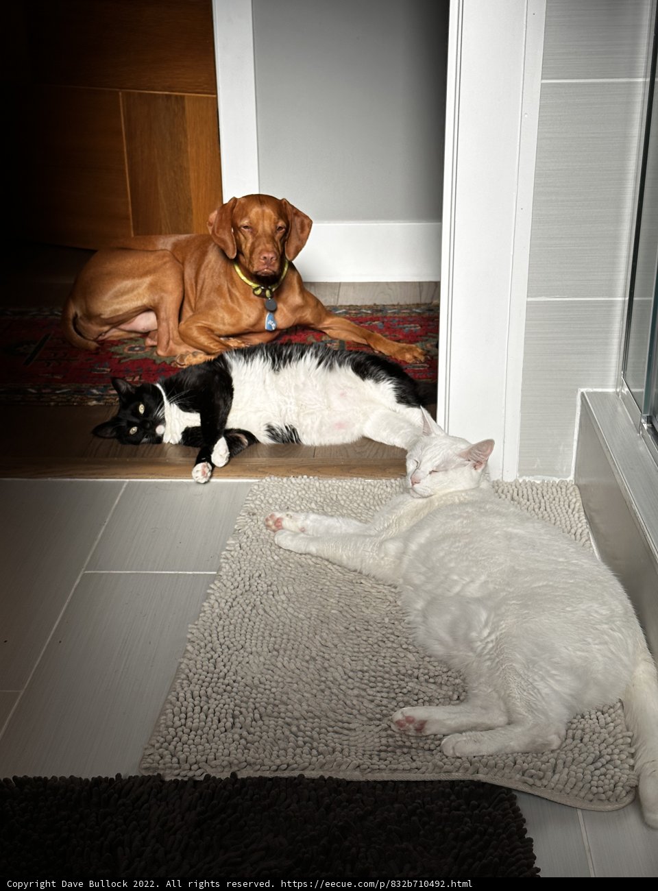 Cozy Convergence