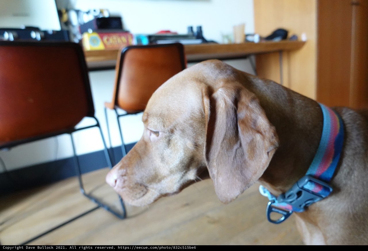 Weimaraner Dog Resting in Modern Home Office