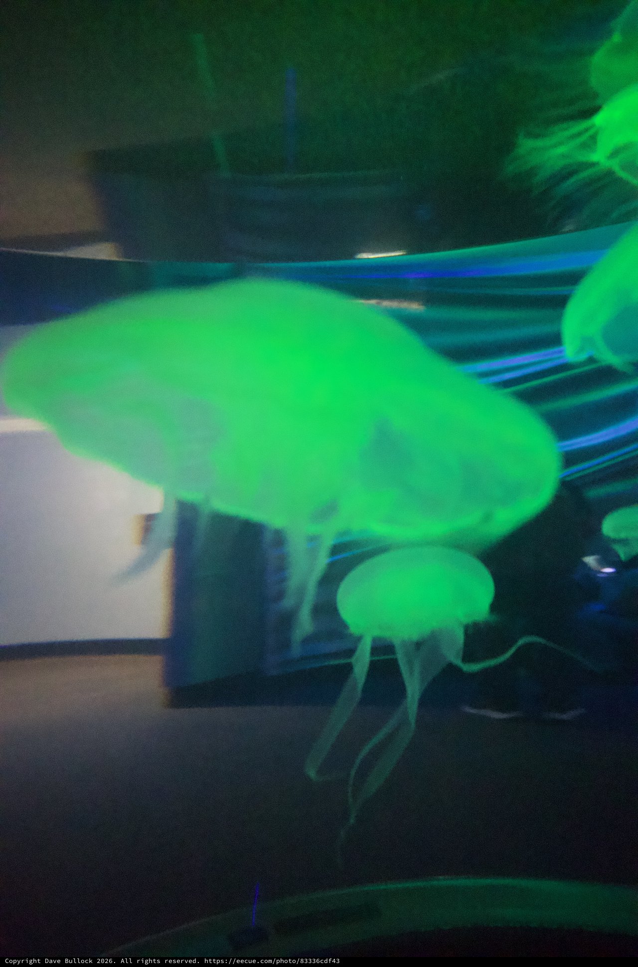 Glowing Green Jellyfish Display in Aquarium Tank