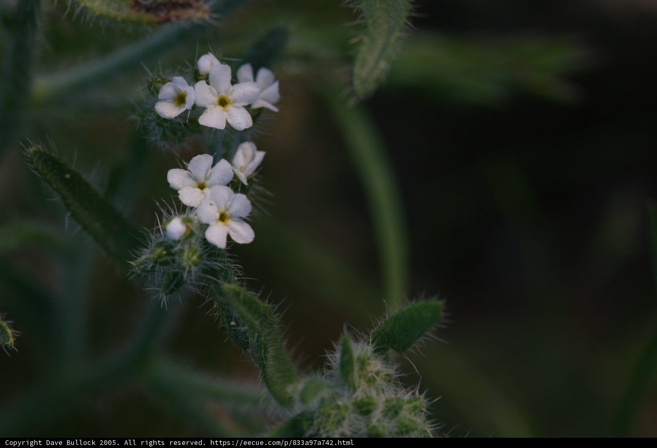 Delicate Geranium Blossoms