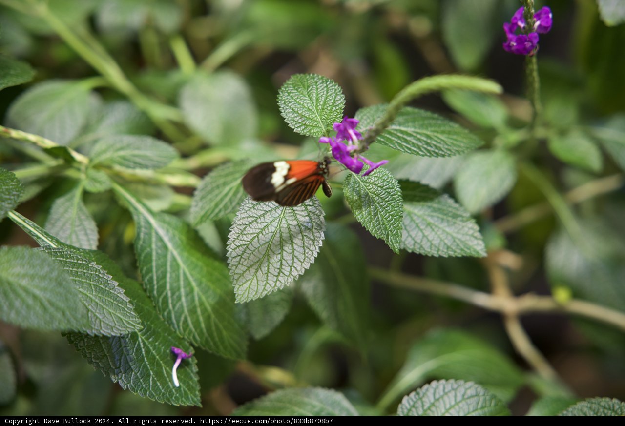 A Splash of Color: Orange and Black Butterfly Encounter