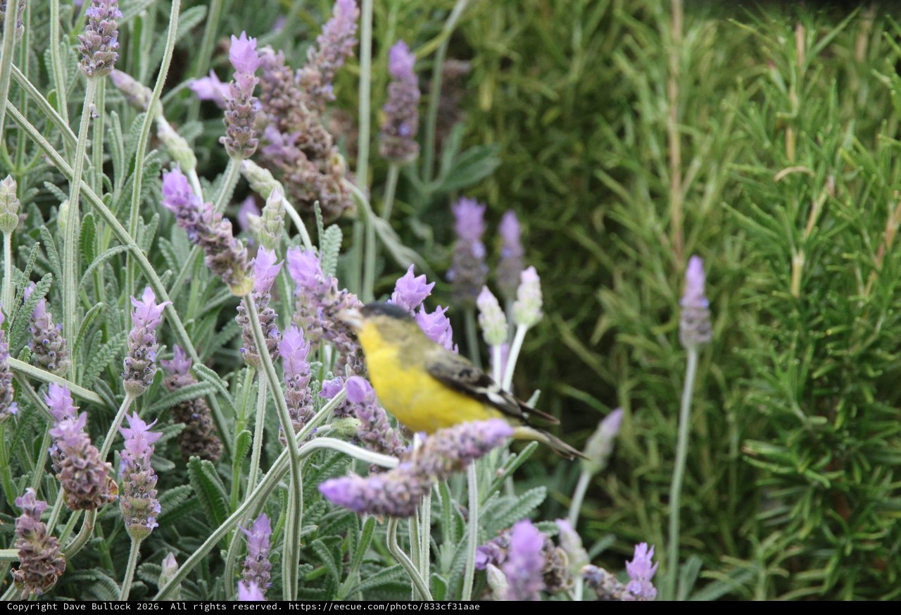 Yellow-Breasted Bird Foraging in Lavender Flowers