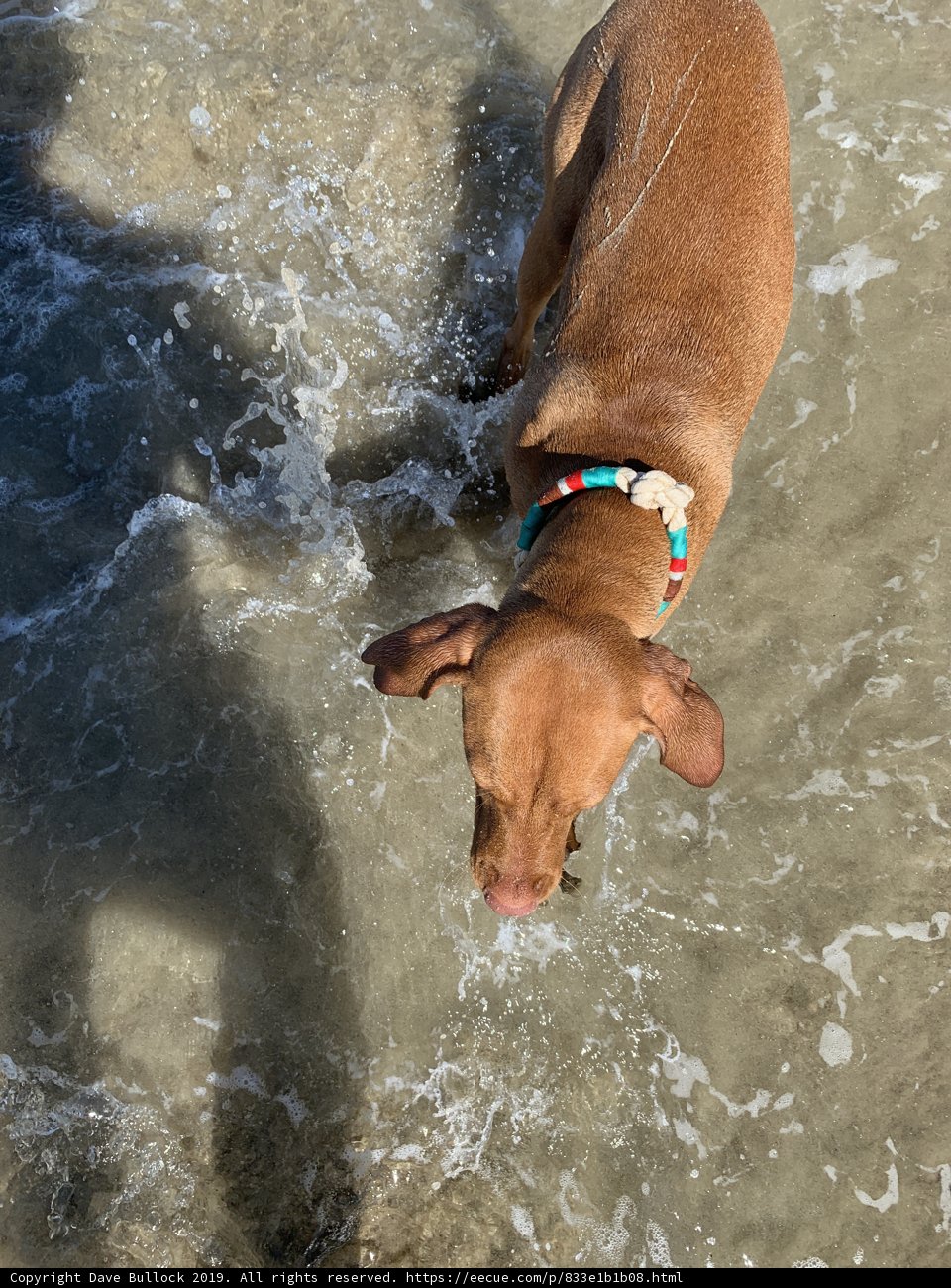 Canine Water Adventures