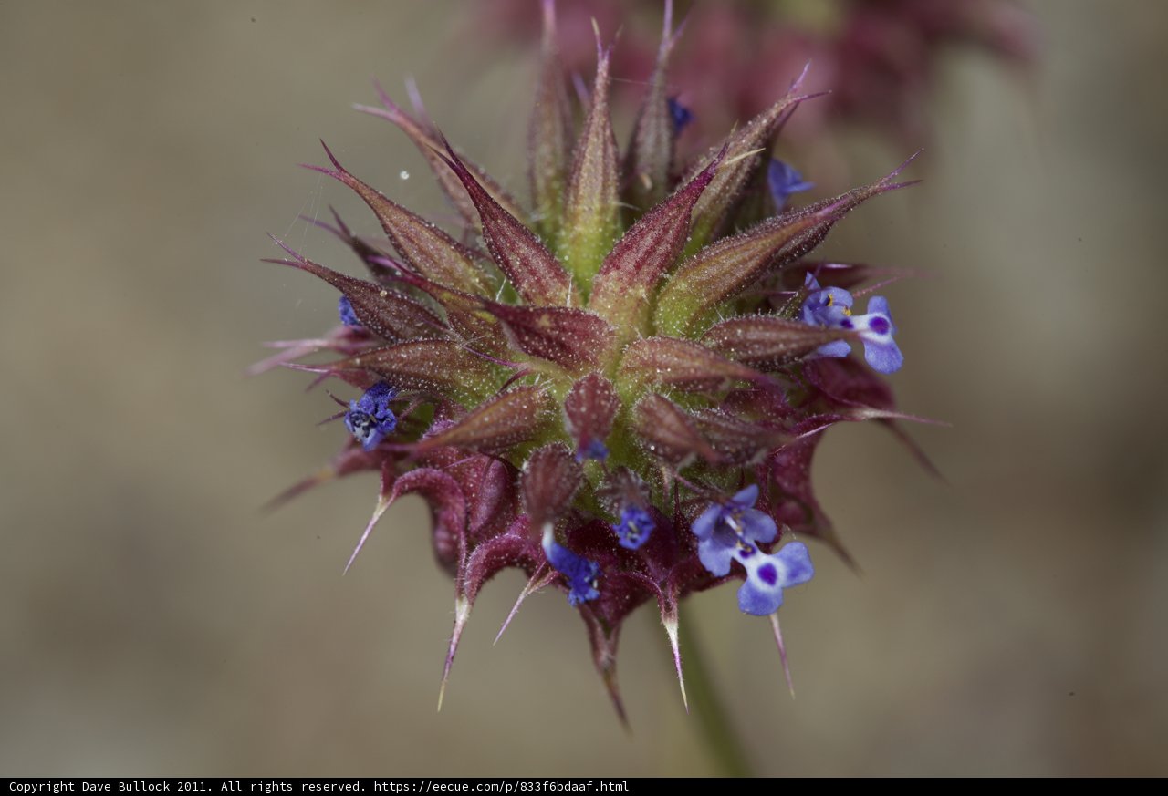 A Vibrant Mix of Purple and Blue Flowers