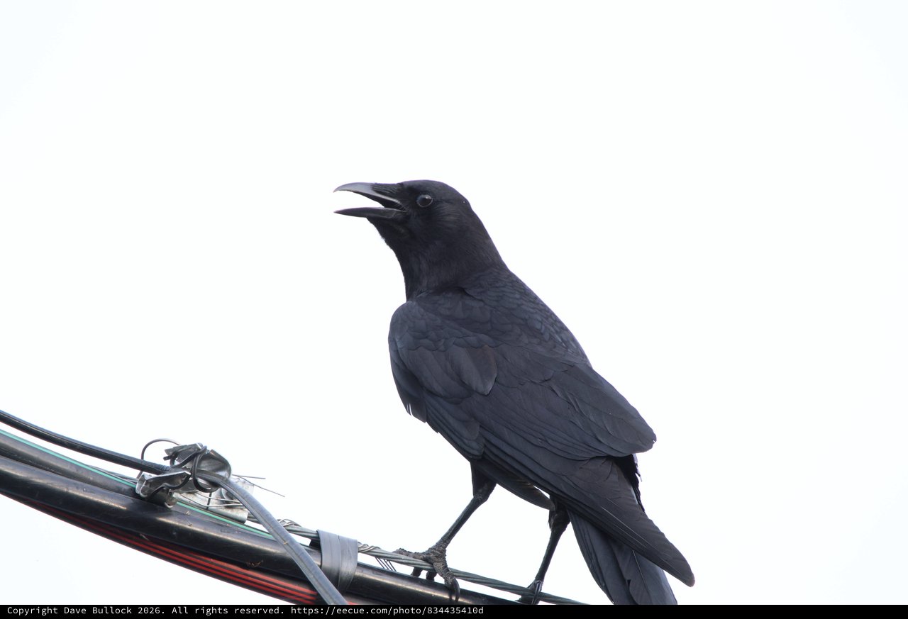 American Crow Calling from Power Line Perch