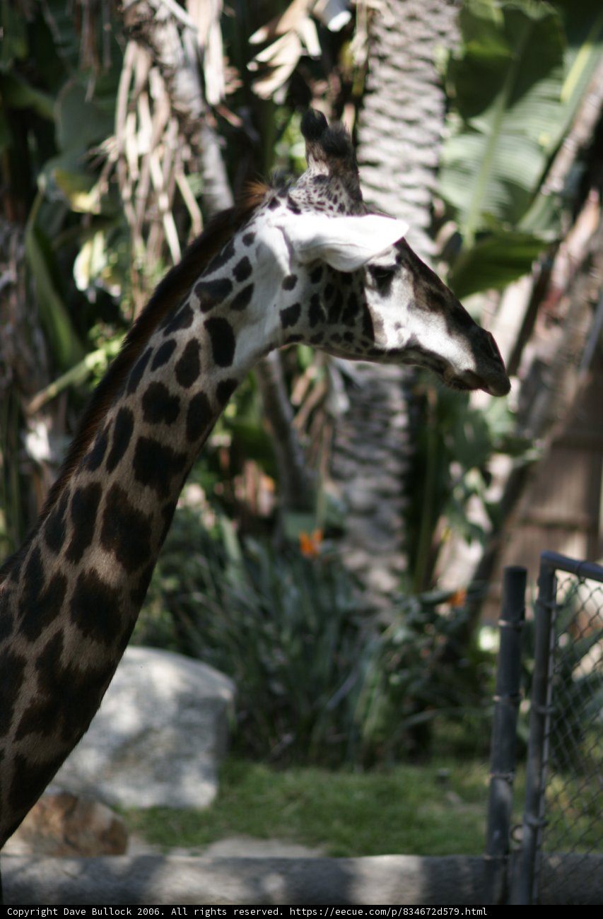 Curious Giraffe