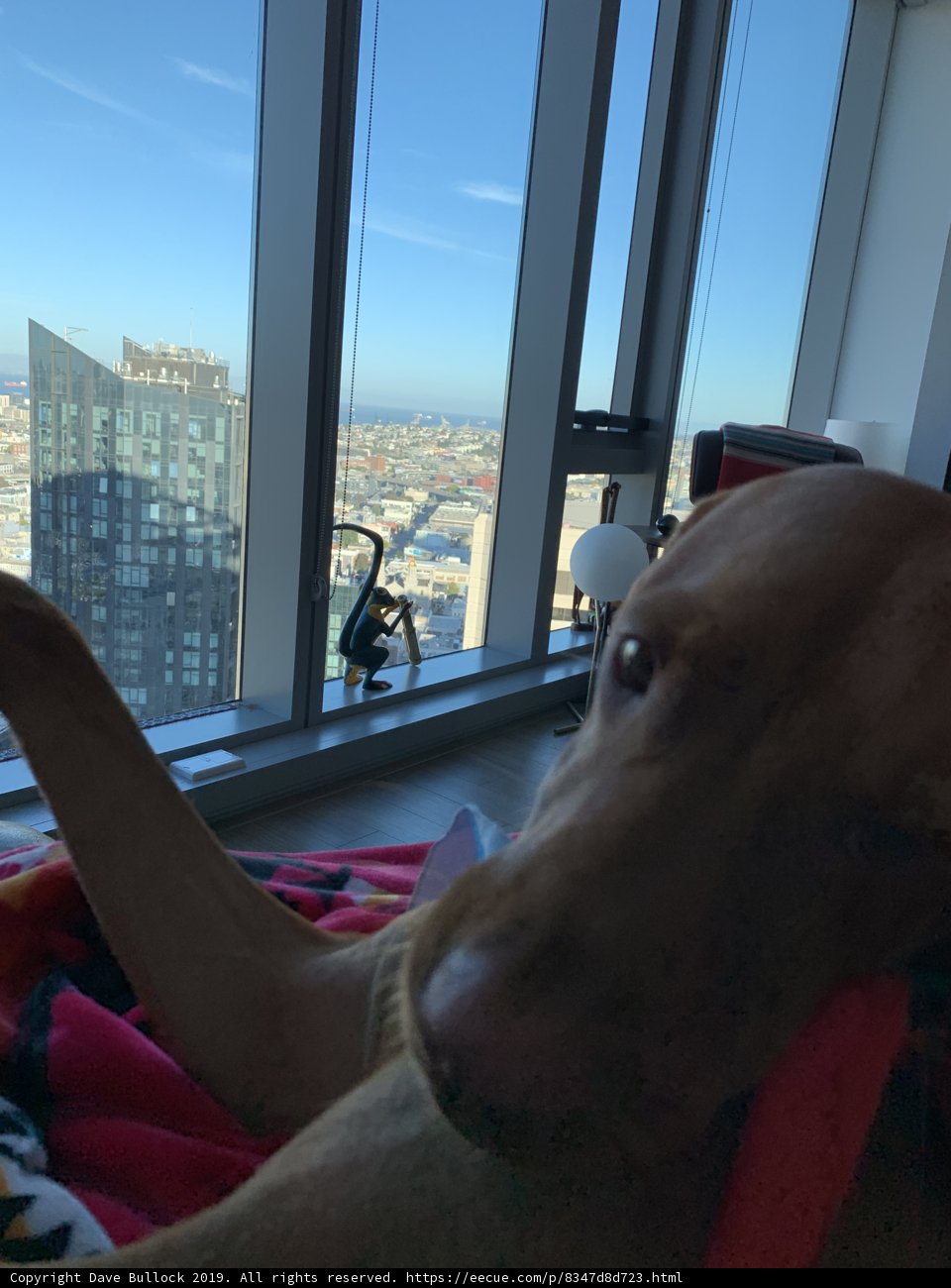 City Dog Relaxing Indoors