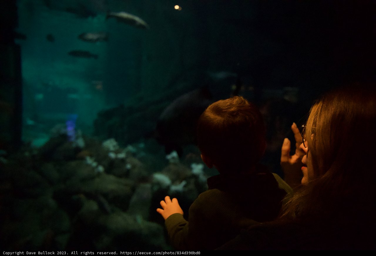 Exploring the Depths: A Family Day at Monterey Bay Aquarium