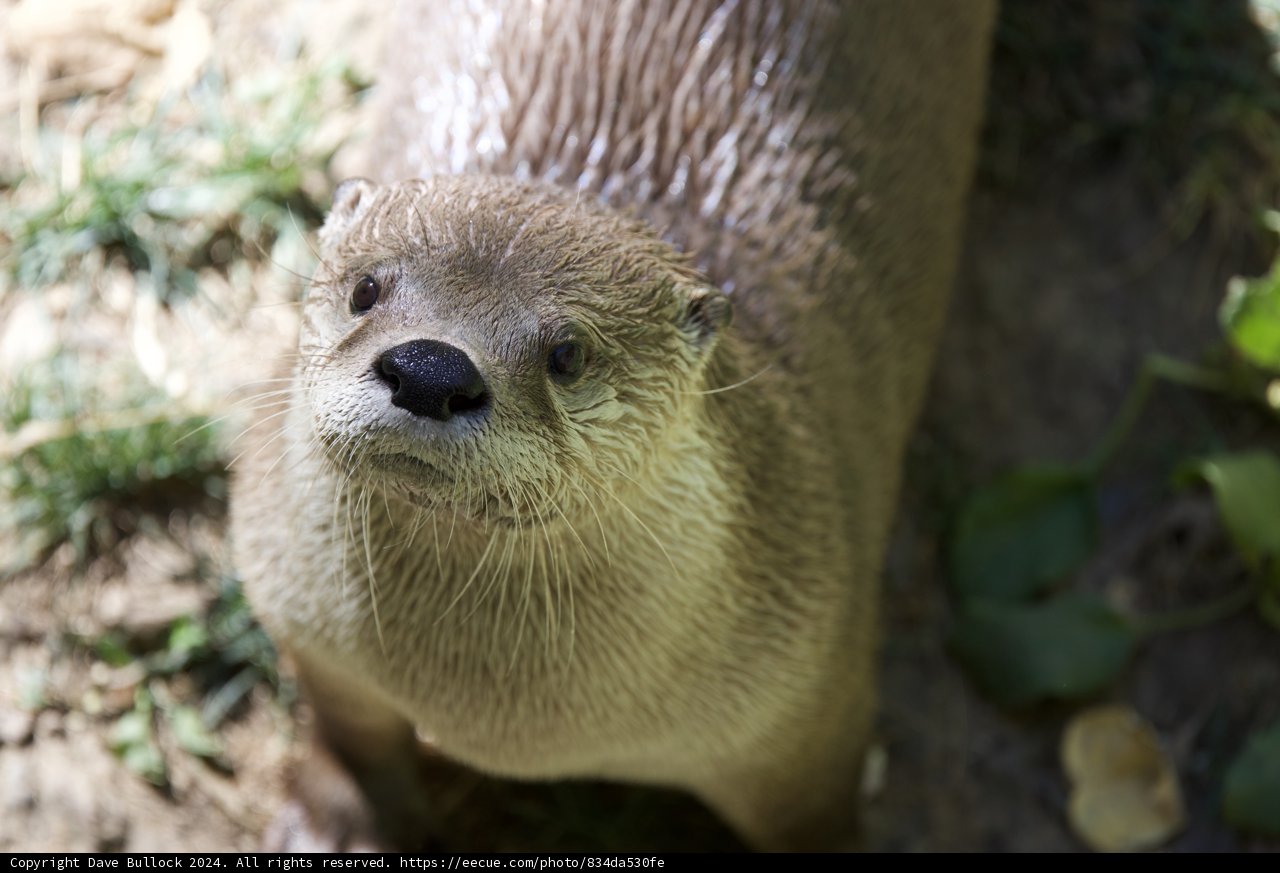 Curious Glance