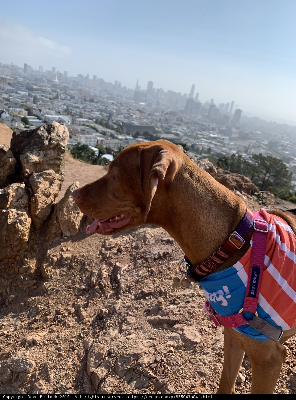 Adventure Dog