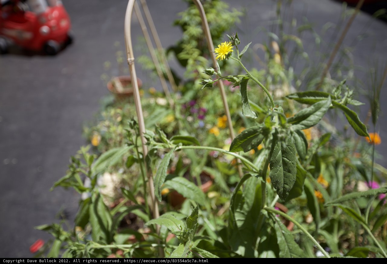 Yellow Daisy in a Pot