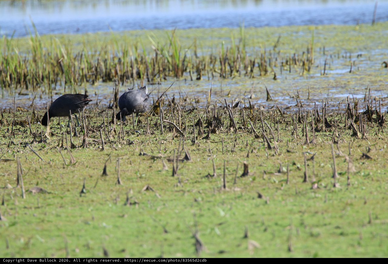 American Coots Foraging in Harvested Rice Field Wetland
