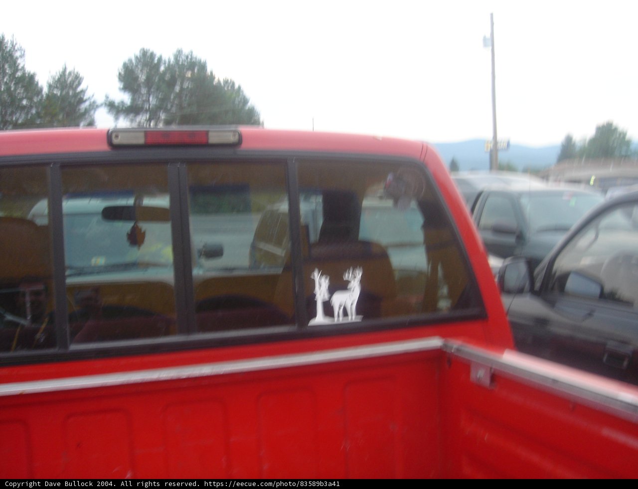 Canine Companion Cruisin'