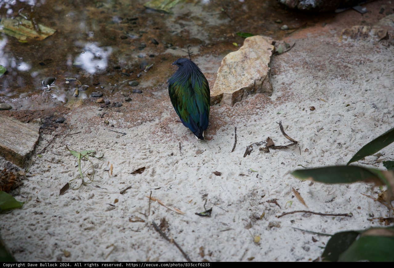 Melodious Encounter at Disneyworld's Animal Kingdom