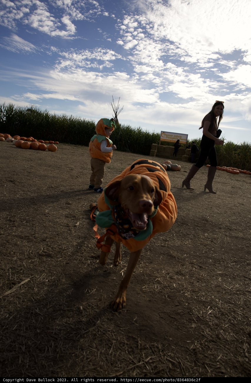 Paws and Pumpkins: A Stroll at Halfmoon Bay
