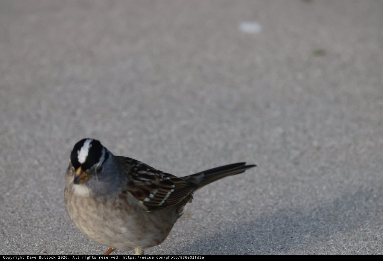 White-crowned Sparrow Resting on Pavement at Drakes Beach