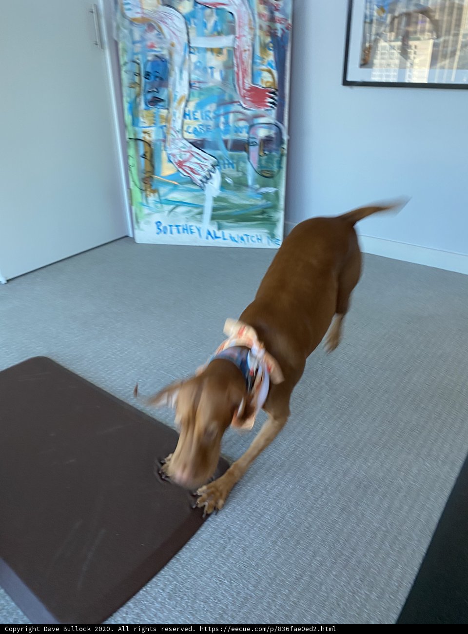 Running Hound on the Designer Mat