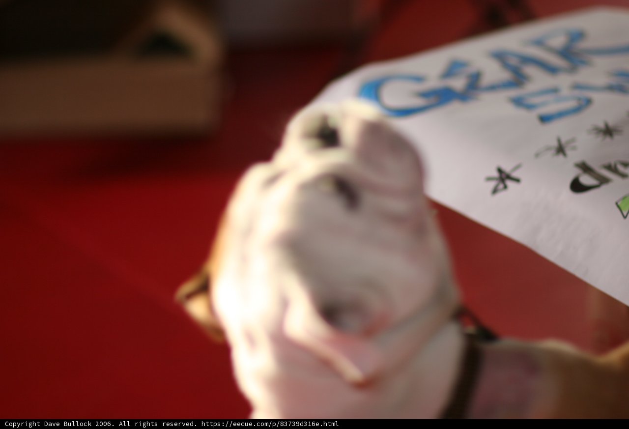 Canine Curiosity