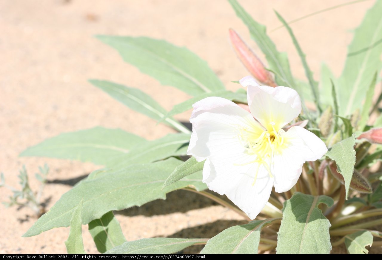 A Solitary Beauty