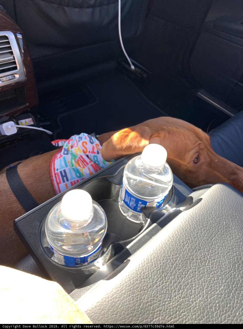 Furry Passenger