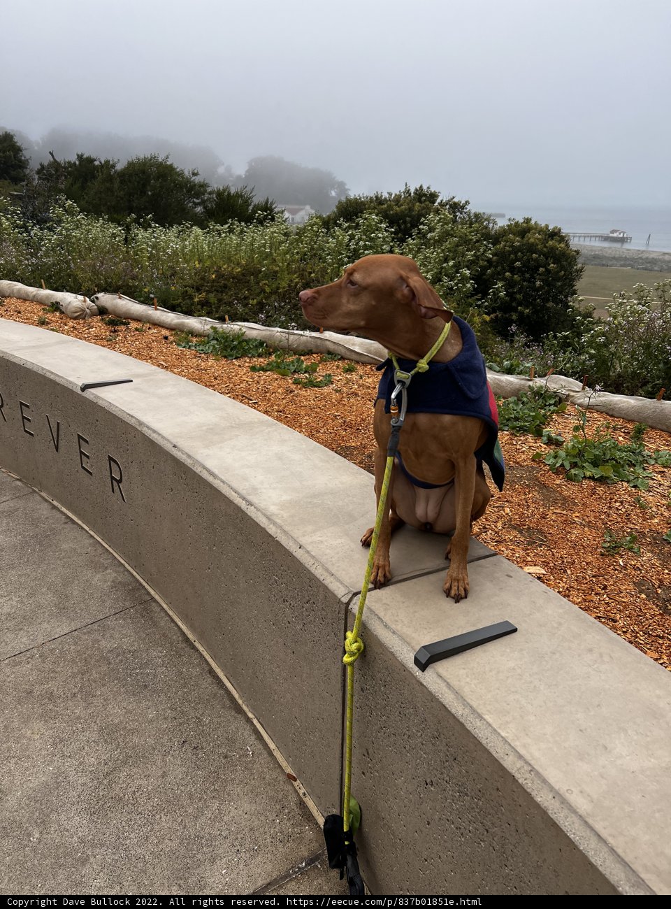 Man's Best Friend Takes a Break