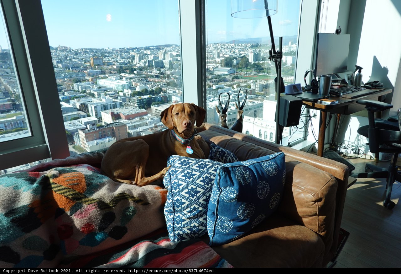 Dog's View: Relaxing on the Couch with a City Scape