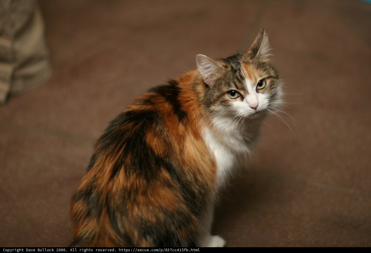 Calico Cat Poses for the Camera