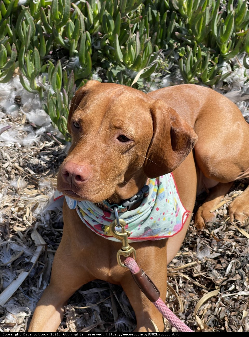 Stylish Canine in Bodega Bay