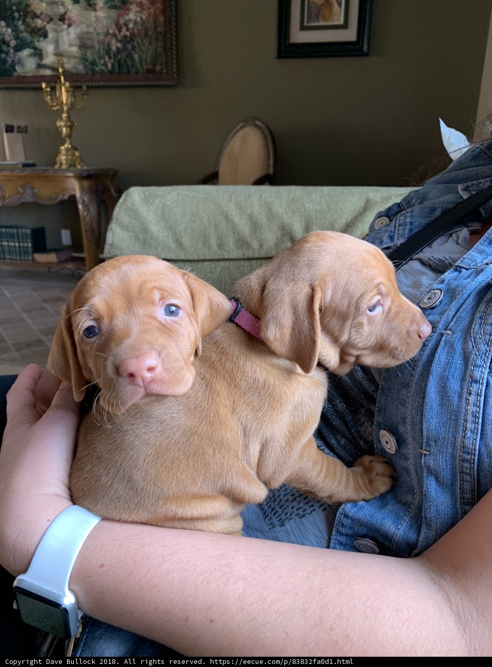 Puppy Love on the Couch