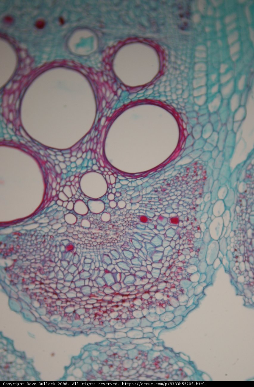 Cellular Artistry
