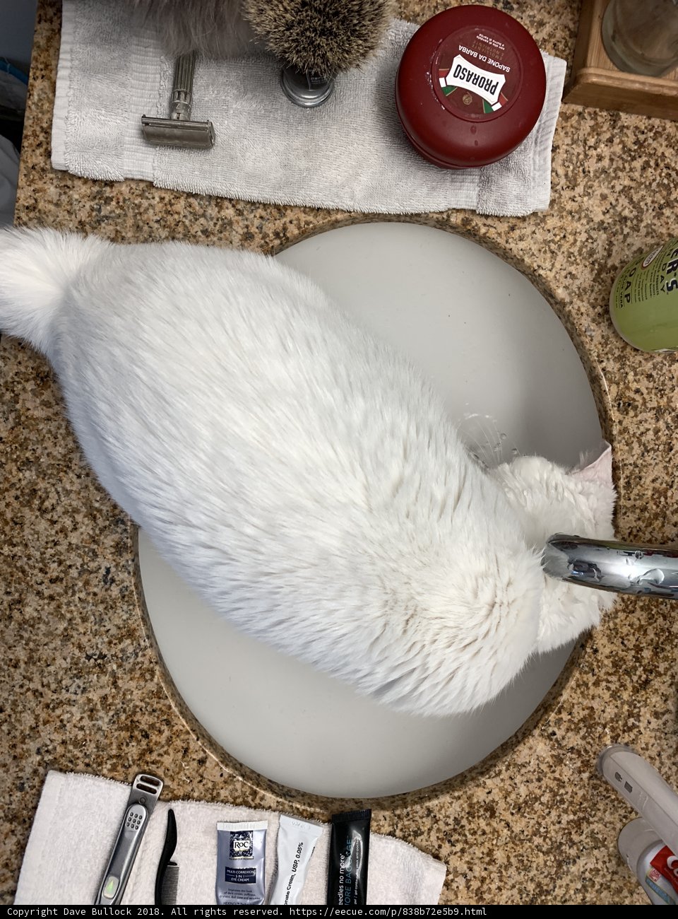 The Curious Cat in the Sink