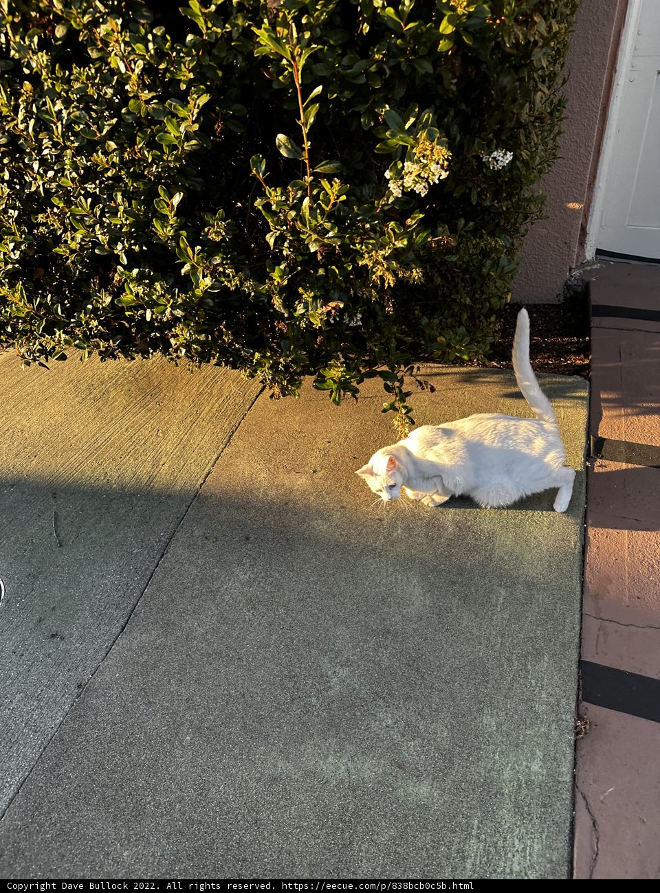 White Cat Taking a Break on the Sidewalk