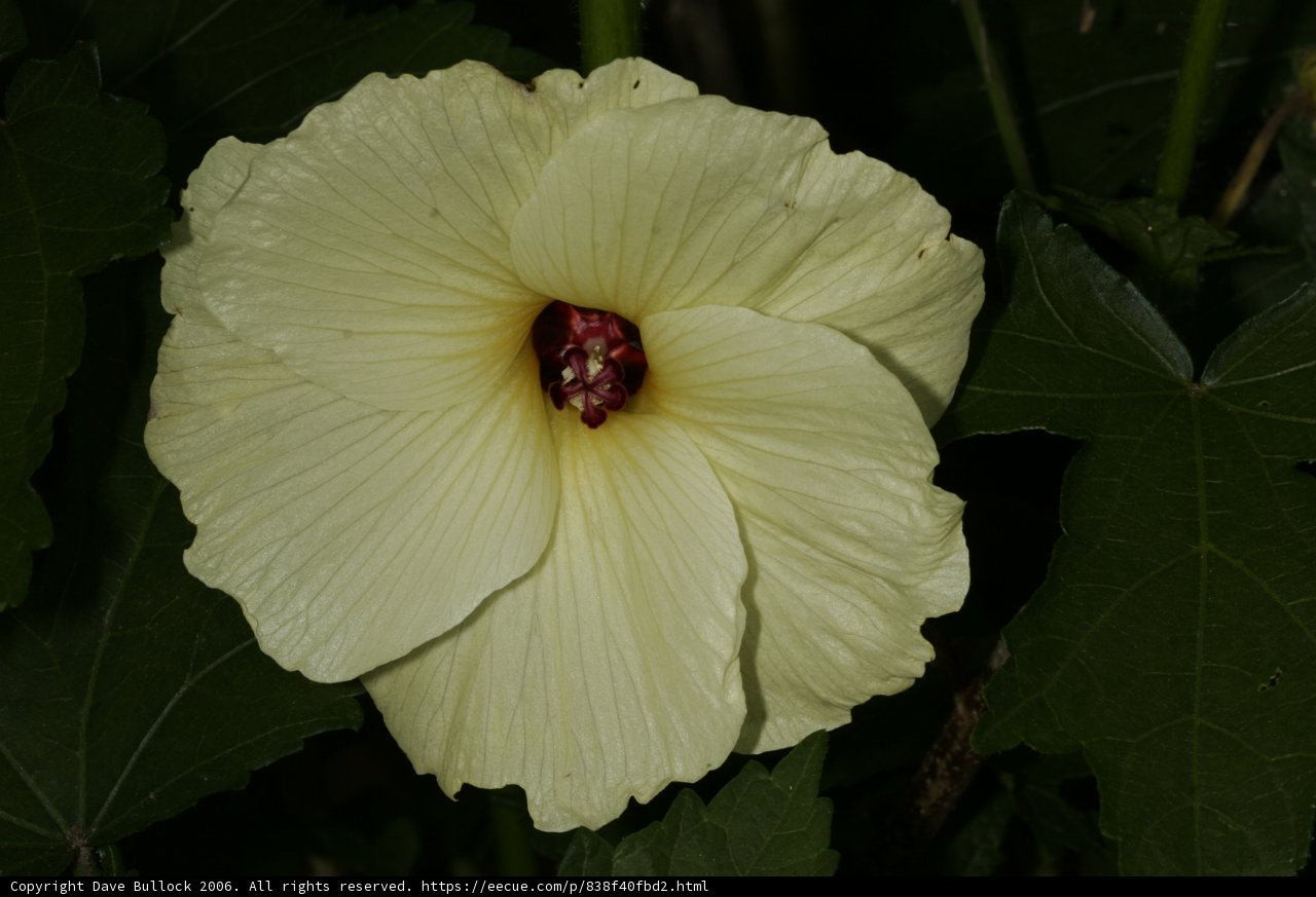 White Geranium with Red Center