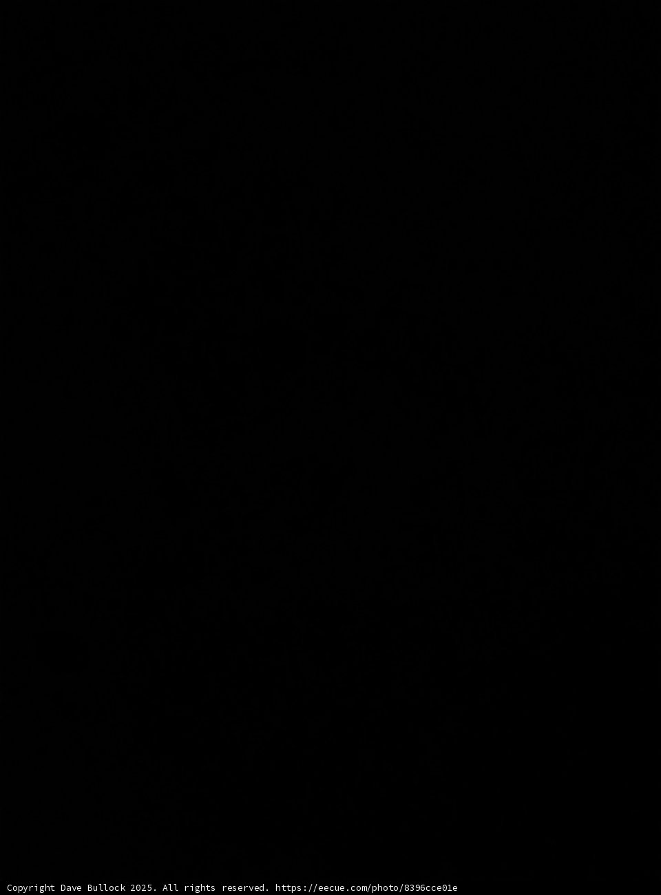 Midnight Mystery at Empire Polo Club