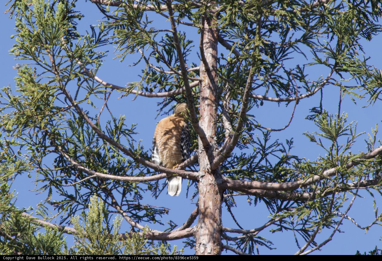Majestic Hunter in the Pines