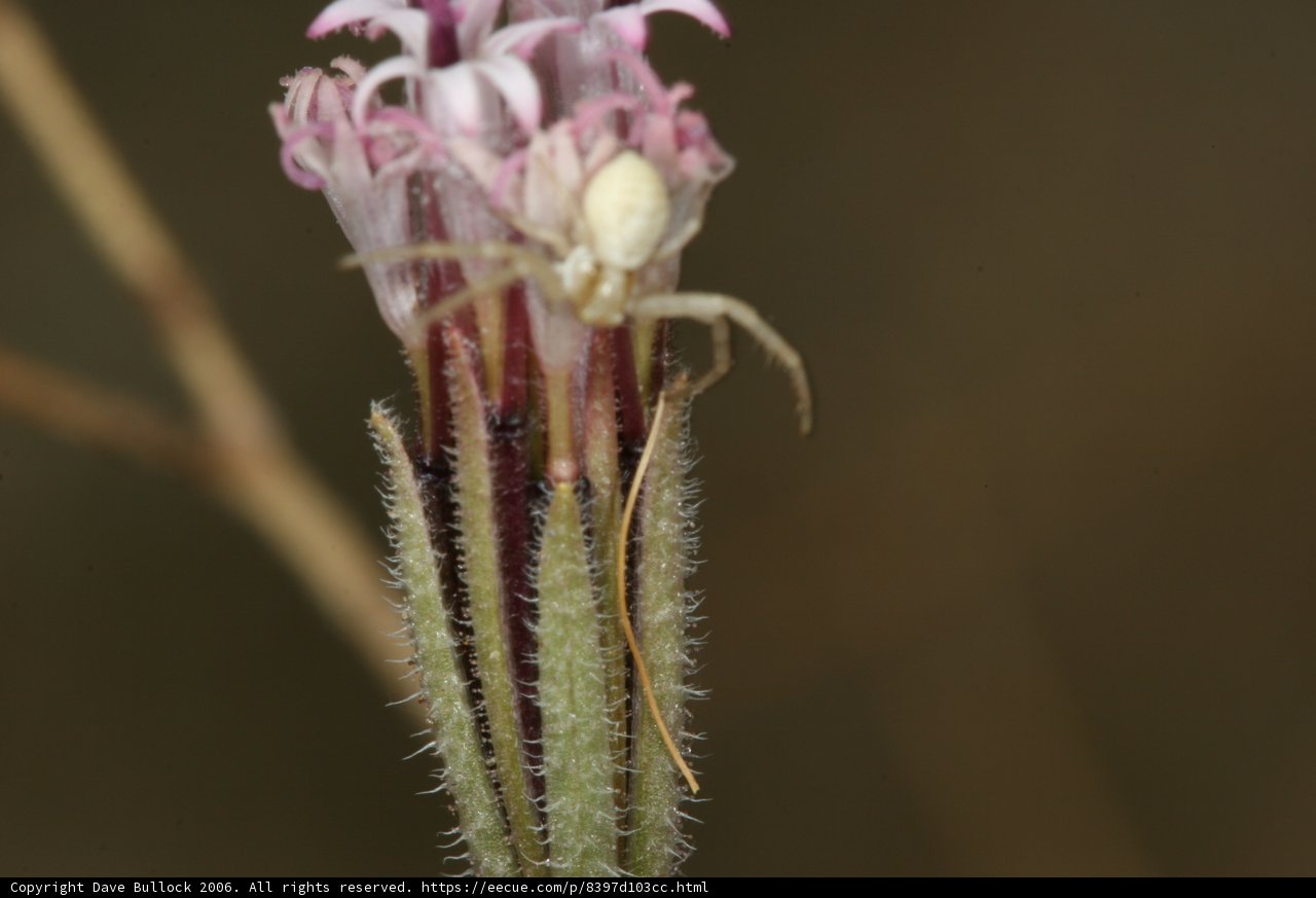Arachnid on Acanthaceae