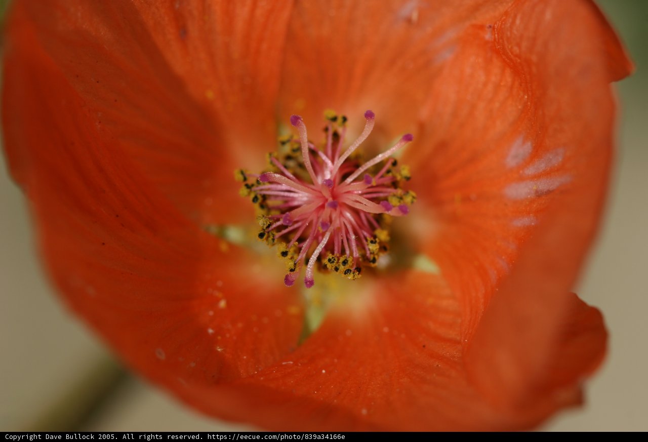 Geranium in Bloom