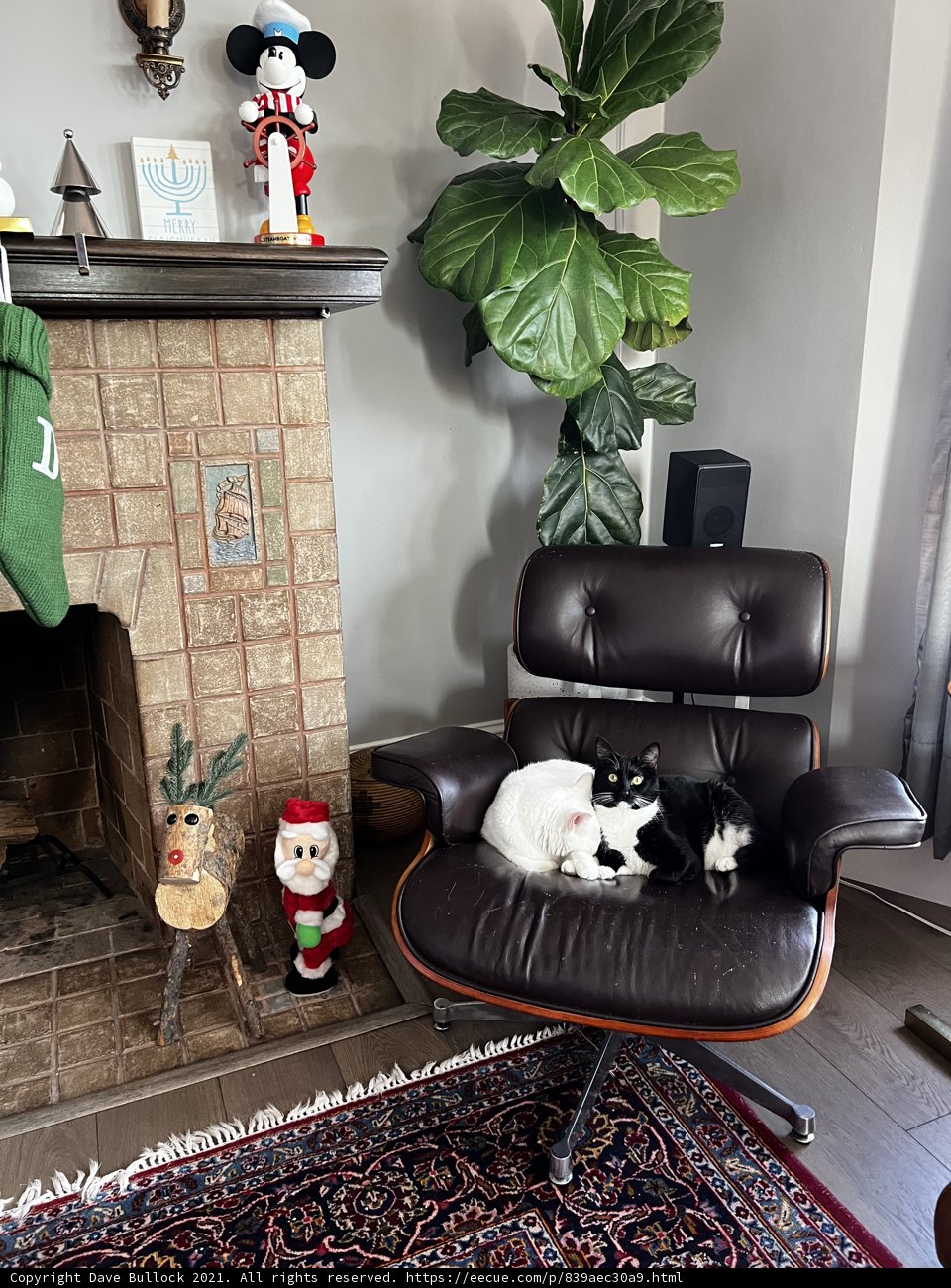 Cozy Cat Nap