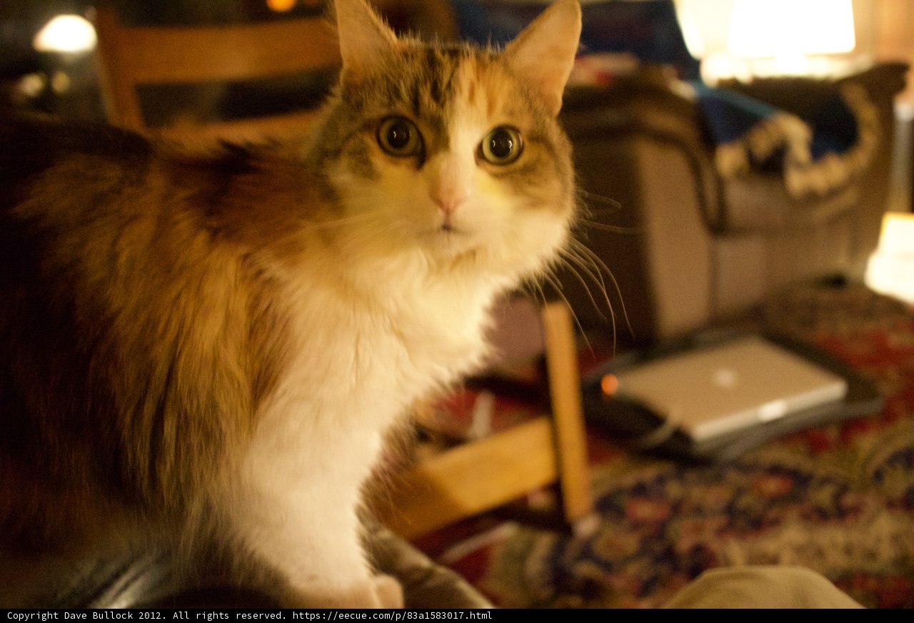 Feline Workstation