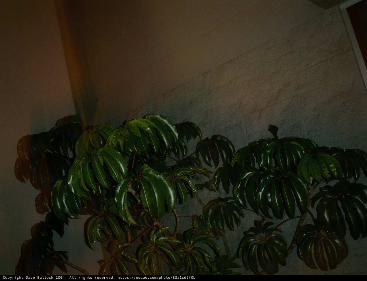 Illuminated Foliage