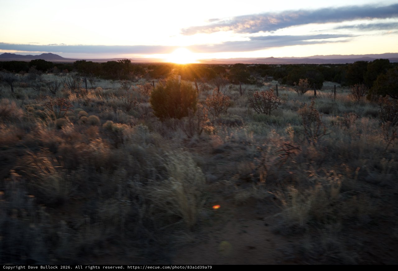 Desert Sunset Through Cholla Cacti and Sagebrush