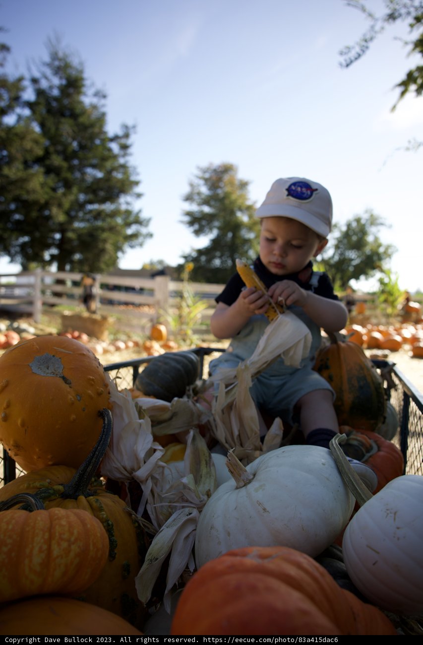 The Young Pumpkin Prince in Metzgar's Field